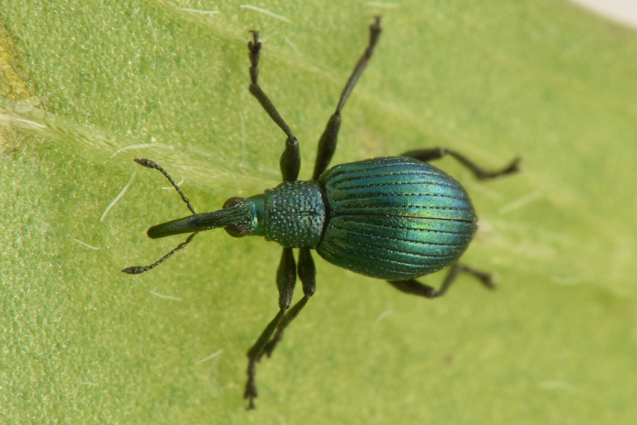 Apionidae: Pseudoprotapion astragali?  S !